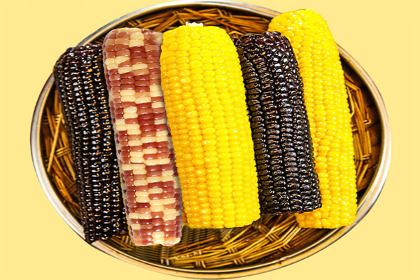 标准光箱评定玉米粒的颜色
